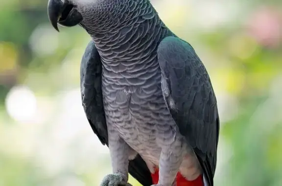 Animaux perdus Les Lilas, photo: Perdue oiseau femelle, Rue du 11 Novembre 1918, 4, Les Lilas - perroquet Gris du Gabon