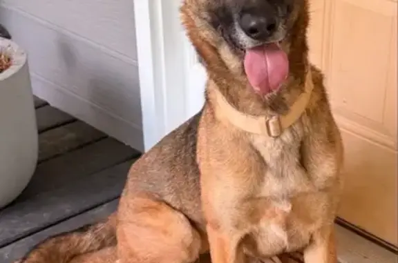 Lost dog, Borrow Pit Road, 236, Douglasville - female Belgian Malinois - photo