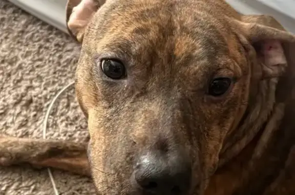 Lost dog, female, Ingram Drive, 4013, Raleigh - brindle, in heat - photo