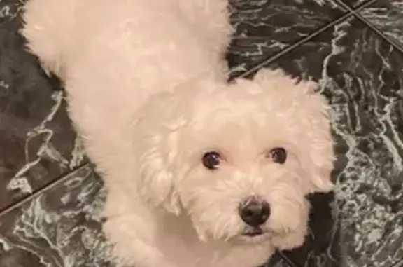 Lost dog, Liberty Avenue, 488, New York - male - photo