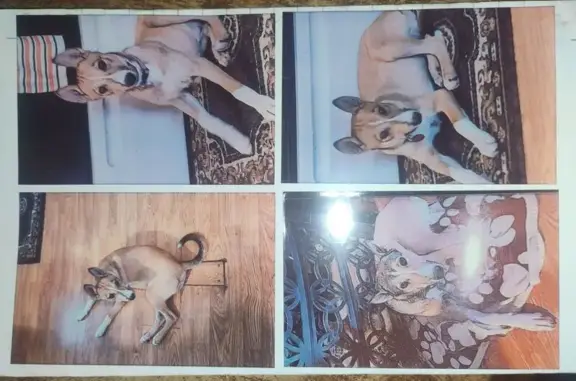 Lost dog, F G Jones Road, 1000, Malvern - male, yellow with a curly tail - photo