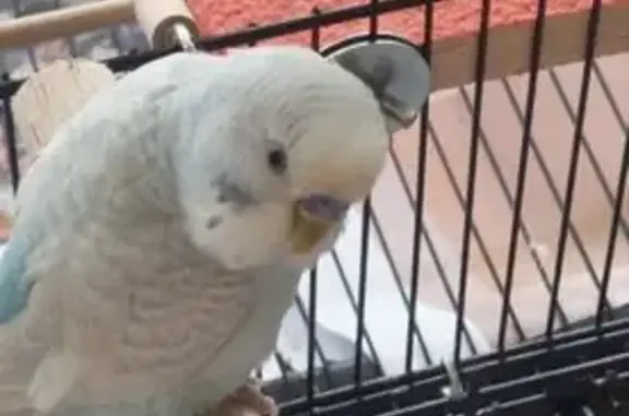 Lost and found pets Singapore, photo: Lost bird, Flora Drive, 87, Hougang - male, white and blue, responds to whistle or 