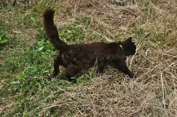 Animaux trouvés Paris, photo: Trouvé chat, Chemin du Vieux Moulin, Montrabé, Paris - probablement très gentille avec collier jaune