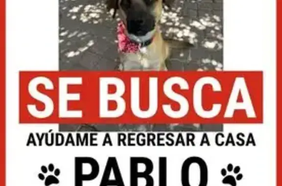Perro perdido, Avenida Pablo Neruda, 3960, Zapopan, Guadalajara — macho, muy amigable - photo