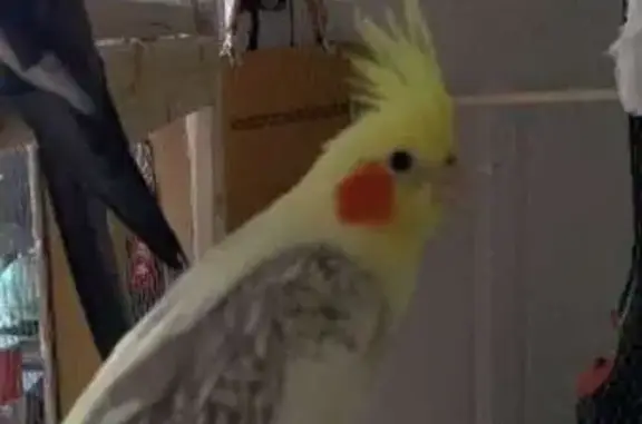 Animaux perdus Le Luc, photo: Oiseau perdue, Rue Emile Combes, 2, Le Luc - femelle