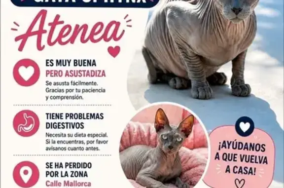Perdido gato hembra, Avenida Baleares, Torrevieja, Vigo — gris claro y ojos azules - photo
