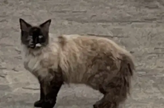 Lost and found pets Dallas, photo: Found cat, Wilbur Street, Dallas - female, tan with black facial markings