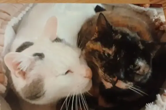 Chat perdu mâle, 18 vieille route, Cloyes-les-Trois-Rivières, Paris - blanc et un peu tigré - photo