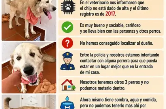 Perro encontrado Jerez de la Frontera, foto: Encontrado perro macho, Calle Madrid, Monachil, Jerez de la Frontera