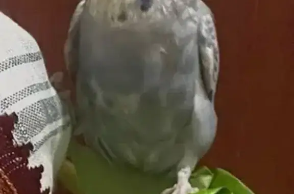 Lost and found pets Singapore, photo: Lost bird, Singapore 730023, Hougang - blue and white budgie, male
