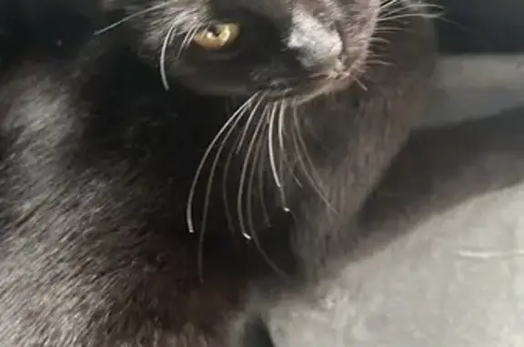 Chat trouvé Saint-Étienne, photo: Chat trouvé, Rue Charles de Gaulle, Saint-Étienne - noir, très docile