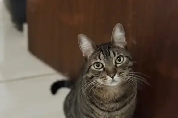 Gato desaparecido Macho (brl002884) - photo