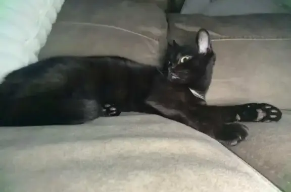 Kitty es una gata no muy grande ni pequeña, tiene una mancha blanca en el cuello, ojos verdes y de color negra.