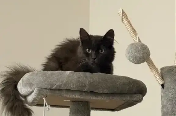 Lost cat, Ernest Lane, Lyman - female, dark grey, green eyes - photo