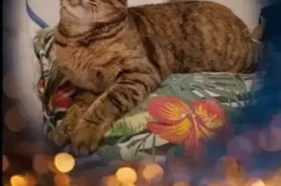 Búsqueda de mascotas, foto: Perdida gata hembra en Torrejón de Ardoz, Comunidad de Madrid - muy mimosa y confiada