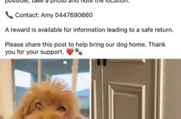 Lost pets Melbourne, photo: Lost dog, Hinkler Road, City of Monash, Melbourne - male
