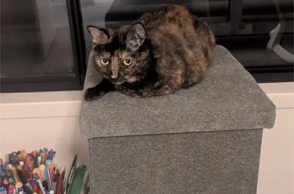 Lost cat, female, Thornton Street, 85A, Ipswich — small/medium, around 5kg - photo