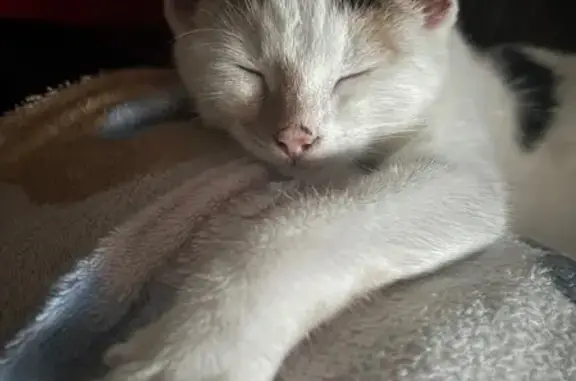 Lost cat, Coffee Hall, Milton Keynes - female kitten, small, mostly white with ginger and black patterns - photo