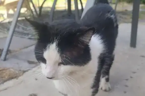Lost cat, Arrowsmith Drive, 1939, Manteca - male - tuxedo, light eyes - photo
