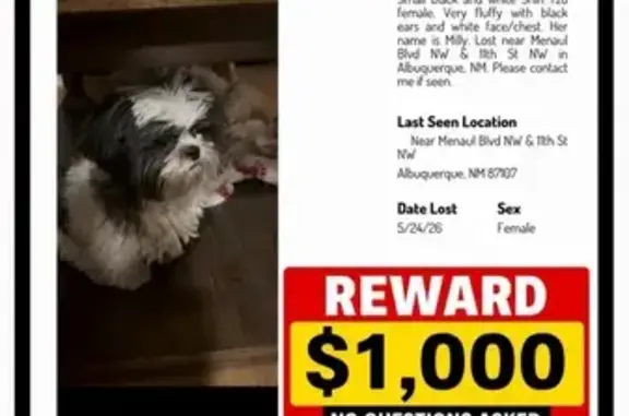 Lost dog, 11th Street Northwes...