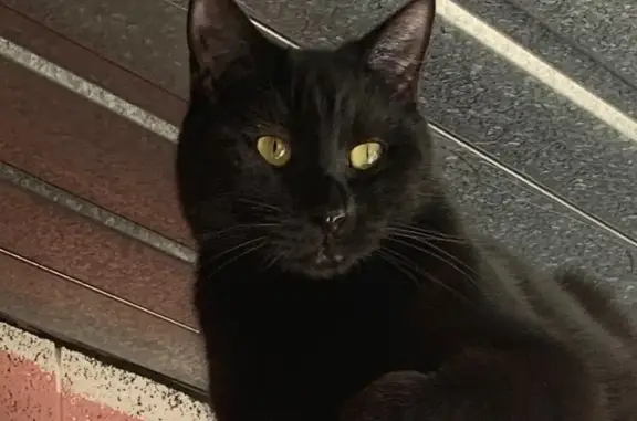 Missing cat Seven Mile Beach, photo: Lost cat, South Arm Road, 1776, Clarence City, Melbourne - male black shorthair, desexed and microchipped