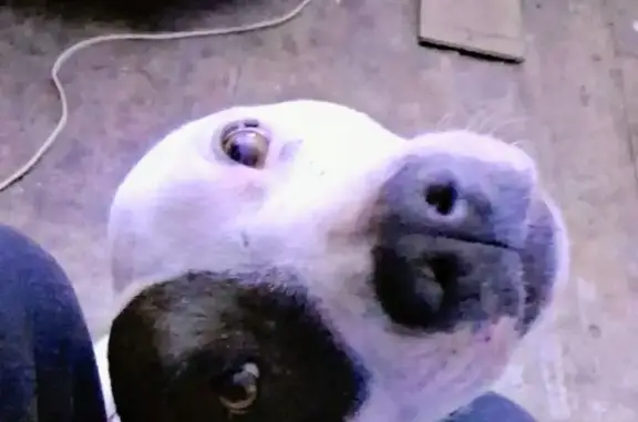 Lost dog, West Gimble Street,...