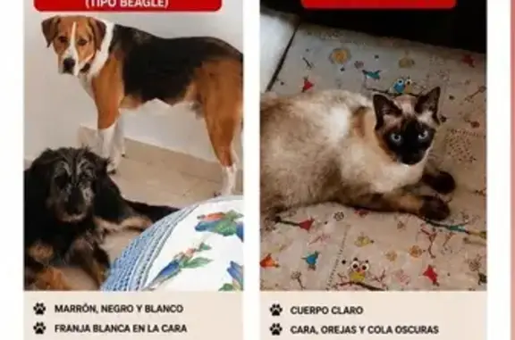 Perro perdido macho, Camiño de Mourazos, 31, Ourense - cruce beagle - photo