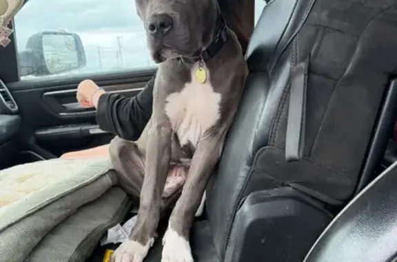 Lost dog, North Midland Drive,...