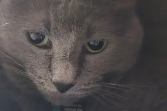 Grey, recent surgery marks, shaved side. She squeaks instead of mewing.