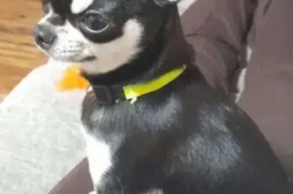 Missing dog Ayr, photo: Lost dog, Lawson Street, 16, Burdekin, Ayr - male Chihuahua, black and white