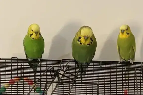 Lost pets Brisbane, photo: Lost bird, Ace Drive, 40, Toowoomba, Brisbane - male, green with yellow and blue markings
