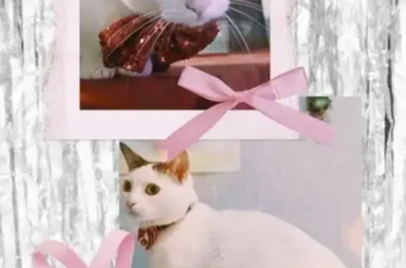 Mi gatito se llama Rudolph, tiene 5 años y está microchipado. Es blanco con manchitas atigradas y es muy dócil y sociable. Lleva un collar blanco con su nombre y es un gato de asistencia para mi hijo, quien es autista y actualmente no se encuentra bien. Nosotros tampoco estamos bien, ya que Rudolph es un miembro importante de nuestra familia y necesitamos encontrarlo con urgencia. Se escapó cuando abrimos la puerta a un repartidor; en realidad, fue mi hijo quien la abrió, porque yo sufrí un accidente y aún me estoy recuperando, así que camino con dificultad. Mi niño no se dio cuenta en ese momento. Todo ocurrió alrededor de las 13:40 de la tarde del pasado lunes, 25 de mayo. Por favor, si tienes alguna información, contáctanos a cualquier hora. ¡Muchas gracias! PD. Se ofrece recompensa por recuperarlo.