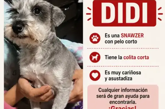 Perdido perro hembra, Ex. Hda. San Pedro, 1B, San Francisco Coacalco, Coacalco — pelo corto - photo