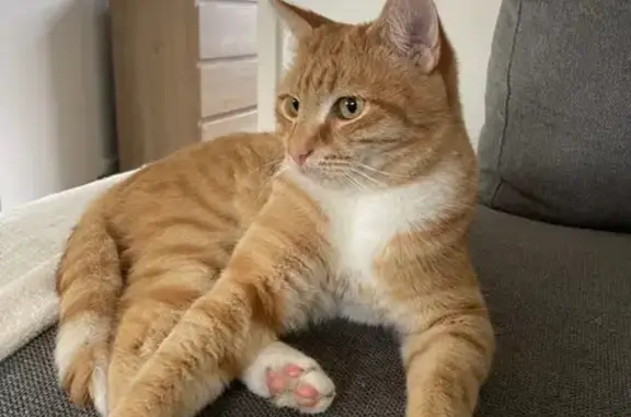 Lost cat, Tristan Court, 7, Melbourne, Darebin - male ginger tabby with white chest and paws - photo