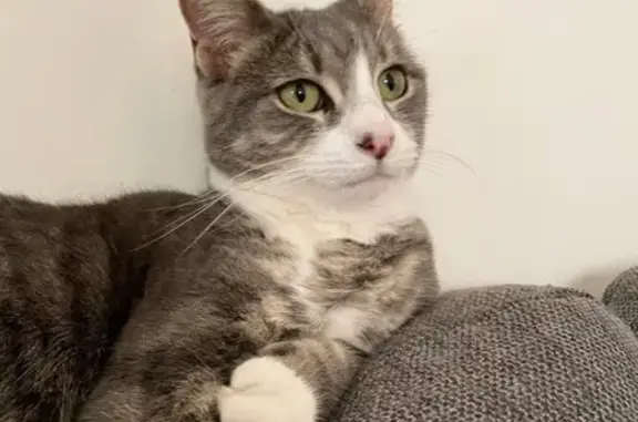 Lost cat, female, Tristan Court, 14, Merri-Bek City, Darebin - photo