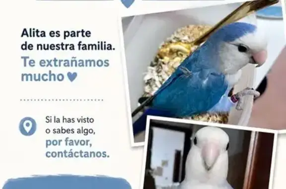 Búsqueda de mascotas, foto: Perdida ave macho, Calle Jacobinia, 58, Latina - azul y blanco, se escapó de su jaula