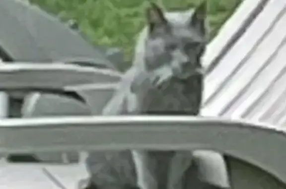 Animaux perdus Montigny-le-Bretonneux, photo: Chat perdu mâle, Rue de la Clairière, Jouy-le-Moutier, Montigny-le-Bretonneux - tout gris, queue coupée type lynx