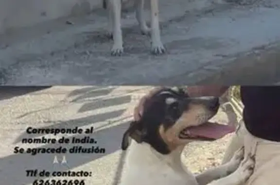 Perdido perro hembra, Calle Crucero, 2, Utrera - bodeguero con lunar negro en el cuerpo - photo