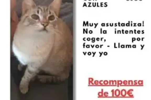 Perdido gato hembra en Avenida Santa María, 46, Burjassot - blanquita y gris, ojos azules - photo