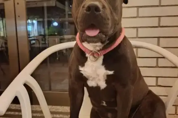 Negra, tiene mancha blanca en pecho