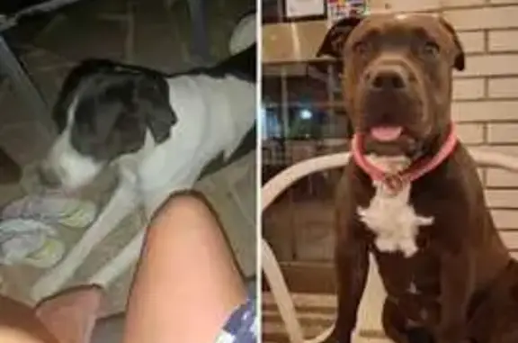 Negra y estaba con un perro que era blanco y con manchas negras