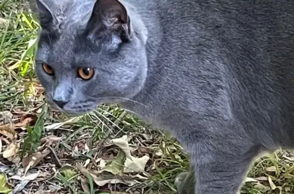 Animaux trouvés Versailles, photo: Chat trouvé, Rue des Chèvremonts, Rueil-Malmaison, Versailles - jeune chartreux