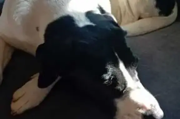 Perdido perro hembra, Carrer Número Onze, 325, Les Tres Cales, Tortosa - blanca con manchas negras - photo