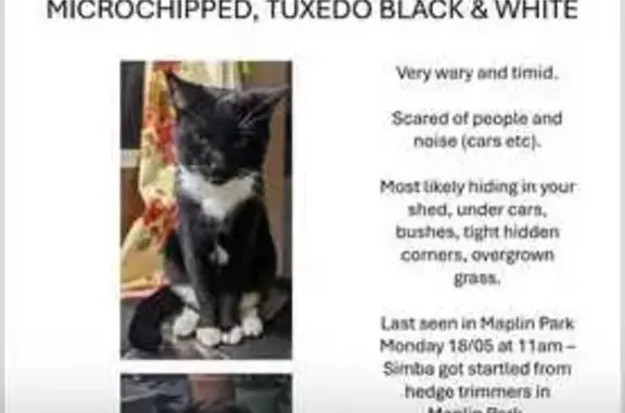 Lost cat, Maplin Park, England, London - male, black and white tuxedo - photo