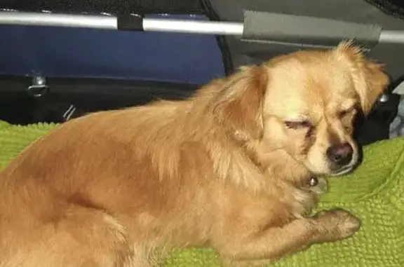 Chien trouvé Paris, photo: Chien trouvé, Mail Haroun Tazieff, Nantes - petit chien beige, très gentil