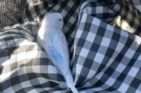 Lost and found pets North Highlands, photo: Found bird, Stephen Drive, 3911, North Highlands - powder blue parakeet, can fly