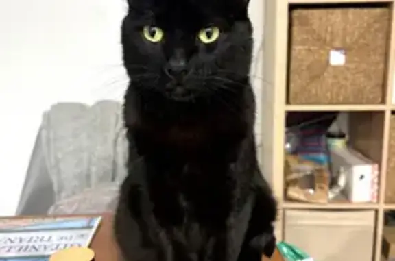 Perdido gato macho, Calle Emilia Pardo Bazán, 13, Sevilla — se deja acariciar y coger - photo