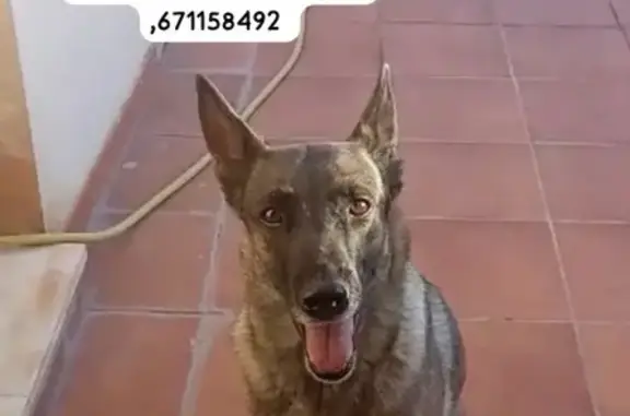 Perro perdido hembra, Fraile, Canarias, Madrid, responde al nombre de Keysa - photo