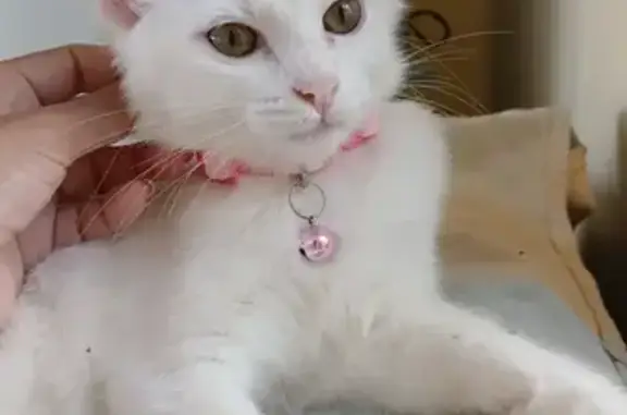 Gato desaparecido Fêmea (brl00...