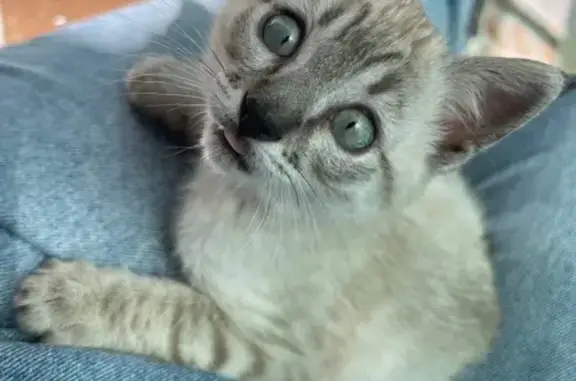 Perdido gato hembra, Calle Mejillón, 24, Sevilla - bebé de 2 meses y medio - photo